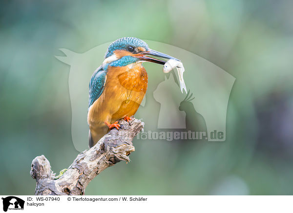 Eisvogel / halcyon / WS-07940