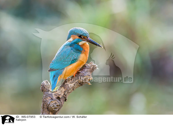 Eisvogel / halcyon / WS-07953