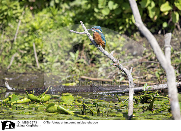 sitzender Eisvogel / sitting Kingfisher / MBS-22731