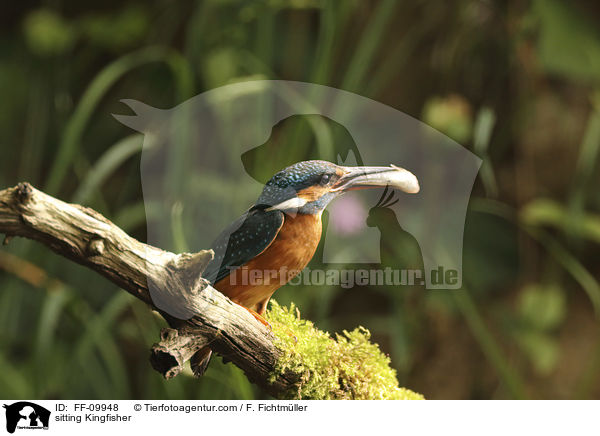 sitting Kingfisher / FF-09948