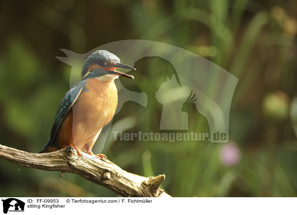 sitting Kingfisher / FF-09953