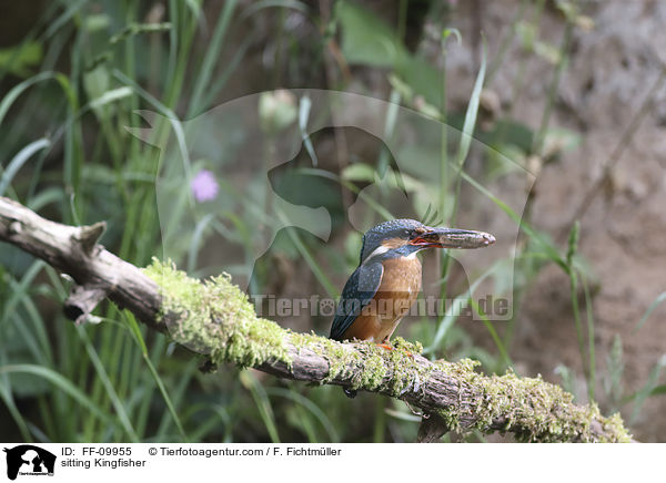 sitzender Eisvogel / sitting Kingfisher / FF-09955