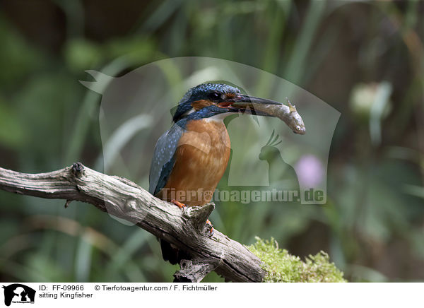 sitzender Eisvogel / sitting Kingfisher / FF-09966