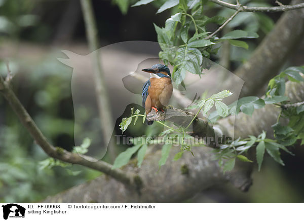 sitzender Eisvogel / sitting Kingfisher / FF-09968