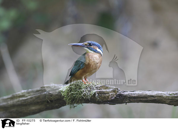 kingfisher / FF-10275