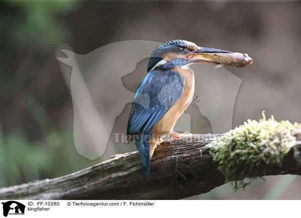 kingfisher / FF-10280