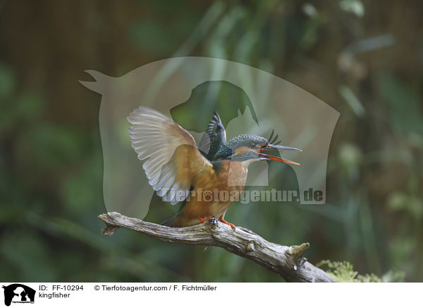 kingfisher / FF-10294