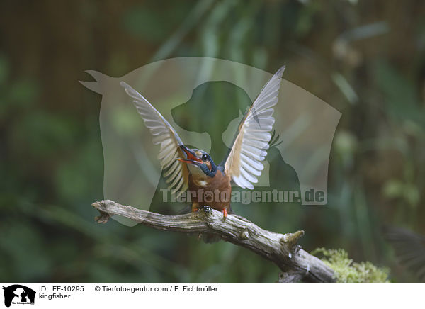 kingfisher / FF-10295