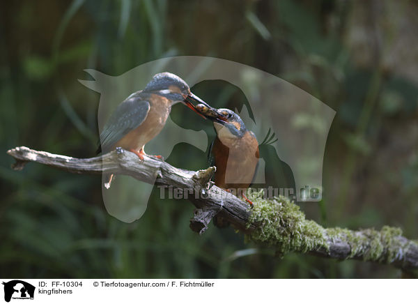 kingfishers / FF-10304