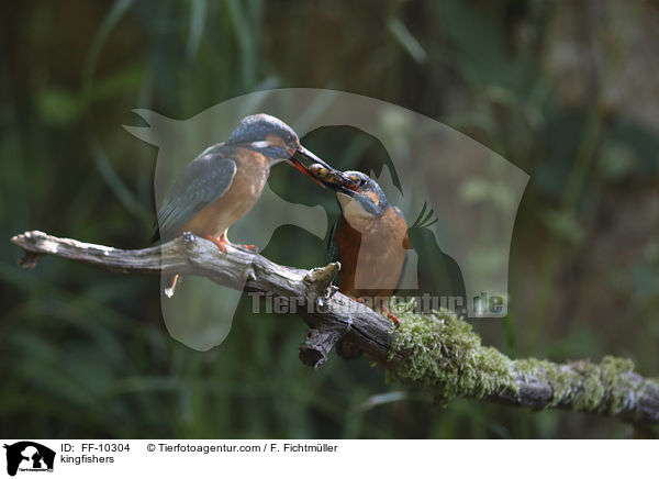 Eisvgel / kingfishers / FF-10304