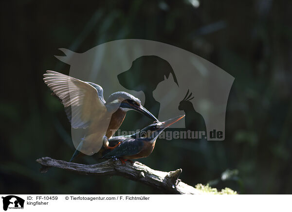 Eisvogel / kingfisher / FF-10459