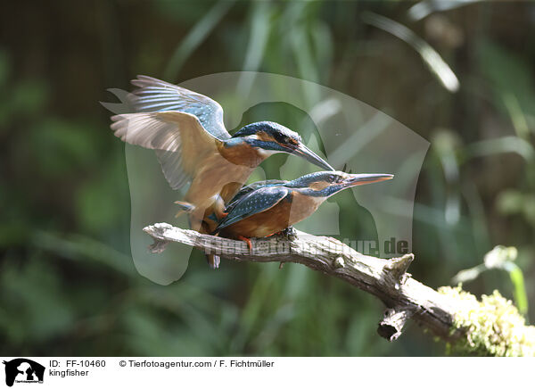 kingfisher / FF-10460