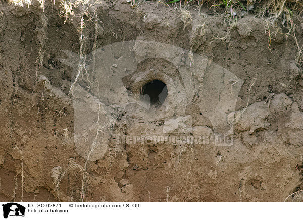 hole of a halcyon / SO-02871