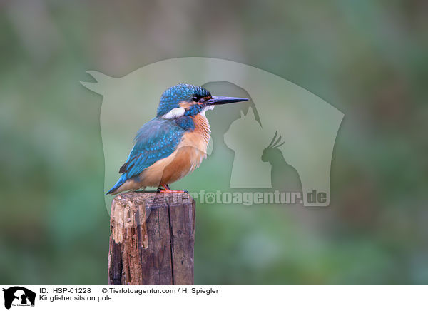 Kingfisher sits on pole / HSP-01228
