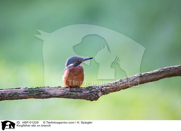Kingfisher sits on branch / HSP-01229