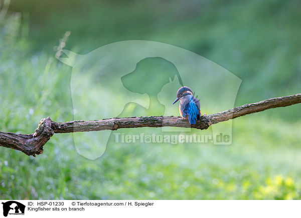 Eisvogel sitzt auf Ast / Kingfisher sits on branch / HSP-01230