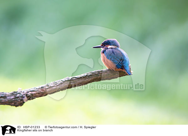 Eisvogel sitzt auf Ast / Kingfisher sits on branch / HSP-01233