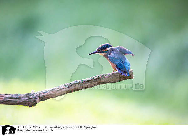 Eisvogel sitzt auf Ast / Kingfisher sits on branch / HSP-01235