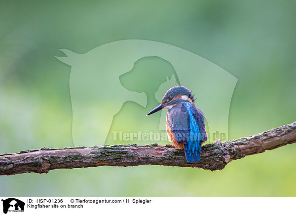 Eisvogel sitzt auf Ast / Kingfisher sits on branch / HSP-01236