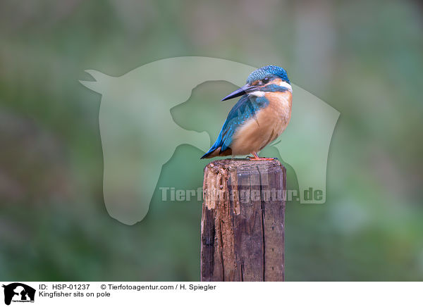 Kingfisher sits on pole / HSP-01237