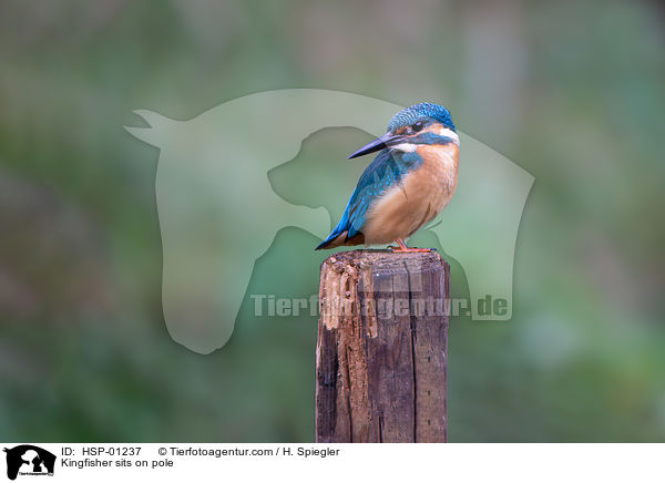 Eisvogel sitzt auf Pfahl / Kingfisher sits on pole / HSP-01237