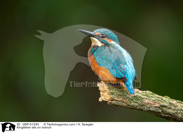 Kingfisher sits on branch / HSP-01240