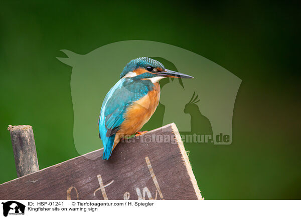 Kingfisher sits on warning sign / HSP-01241