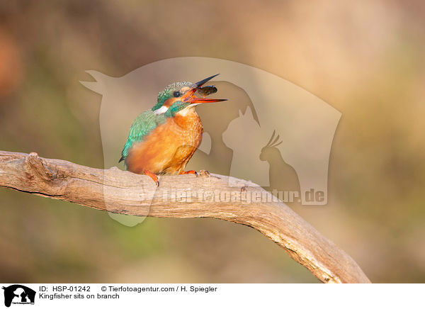 Eisvogel sitzt auf Ast / Kingfisher sits on branch / HSP-01242