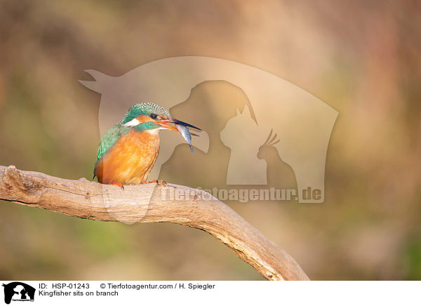 Kingfisher sits on branch / HSP-01243