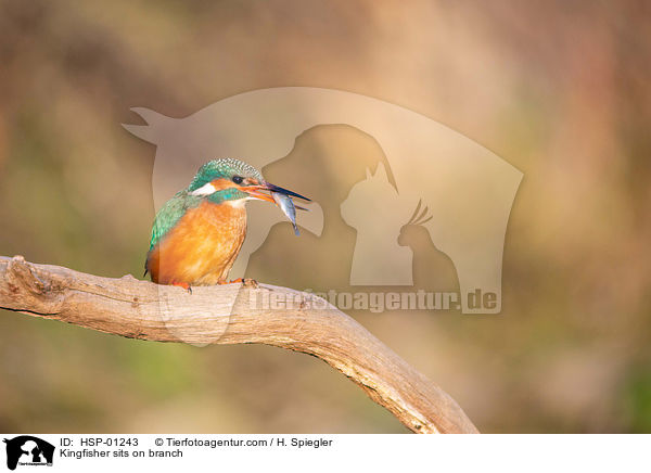 Eisvogel sitzt auf Ast / Kingfisher sits on branch / HSP-01243