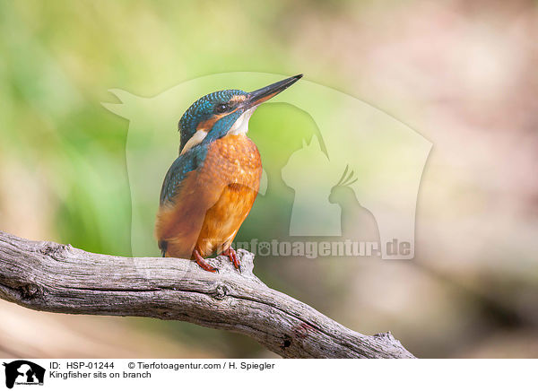 Kingfisher sits on branch / HSP-01244