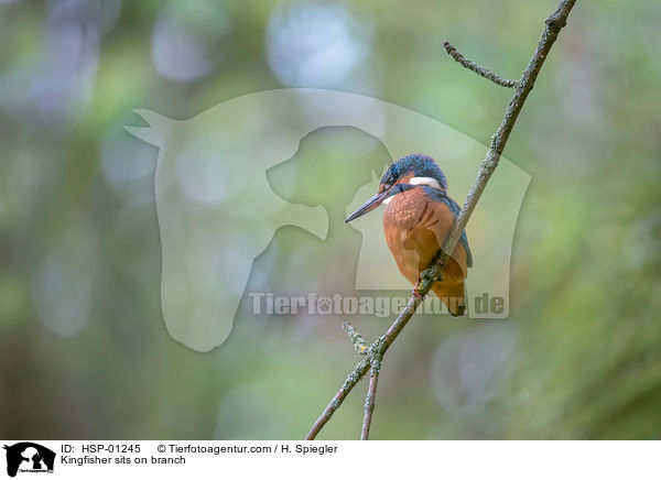 Eisvogel sitzt auf Zweig / Kingfisher sits on branch / HSP-01245