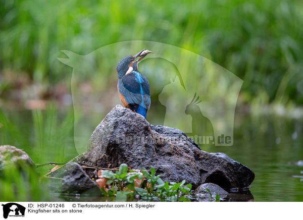Eisvogel sitzt auf Stein / Kingfisher sits on stone / HSP-01246