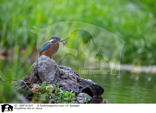 Kingfisher sits on stone / HSP-01247