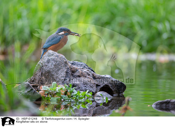 Kingfisher sits on stone / HSP-01248