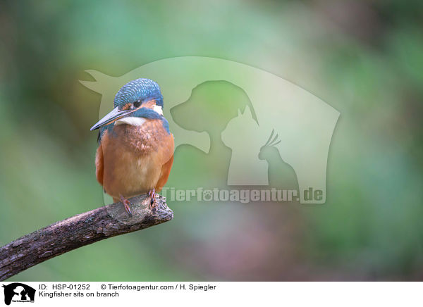 Eisvogel sitzt auf Ast / Kingfisher sits on branch / HSP-01252