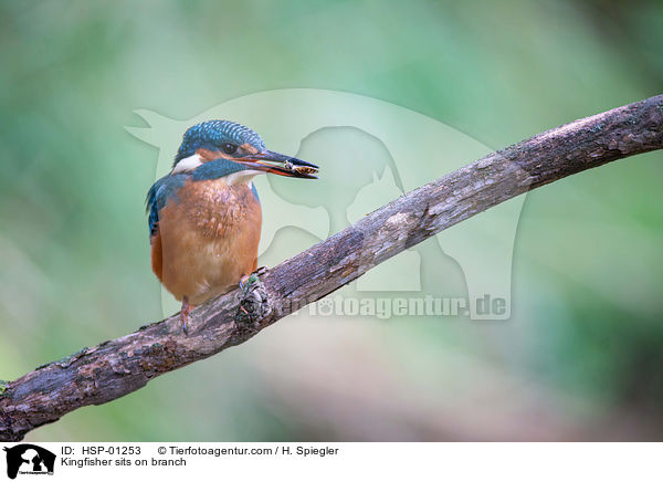 Kingfisher sits on branch / HSP-01253