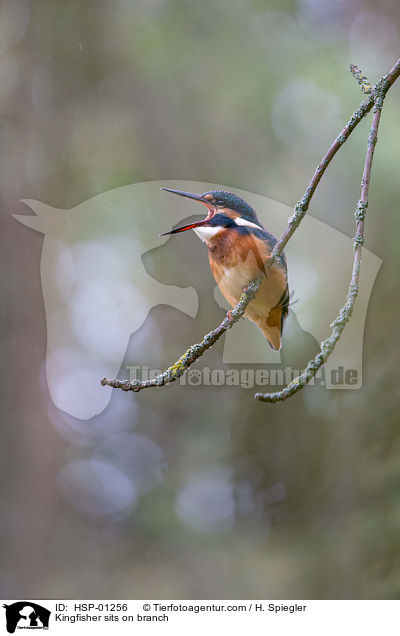 Eisvogel sitzt auf Zweig / Kingfisher sits on branch / HSP-01256