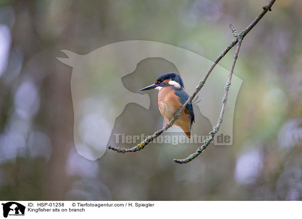 Kingfisher sits on branch / HSP-01258