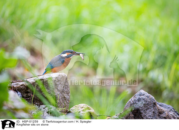 Kingfisher sits on stone / HSP-01259