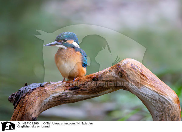 Kingfisher sits on branch / HSP-01260