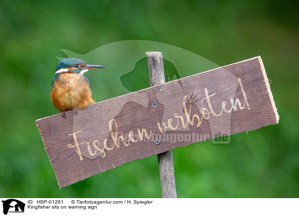 Kingfisher sits on warning sign / HSP-01261