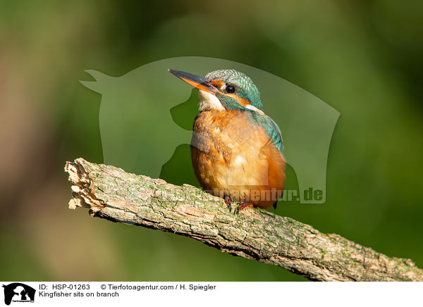 Eisvogel sitzt auf Ast / Kingfisher sits on branch / HSP-01263
