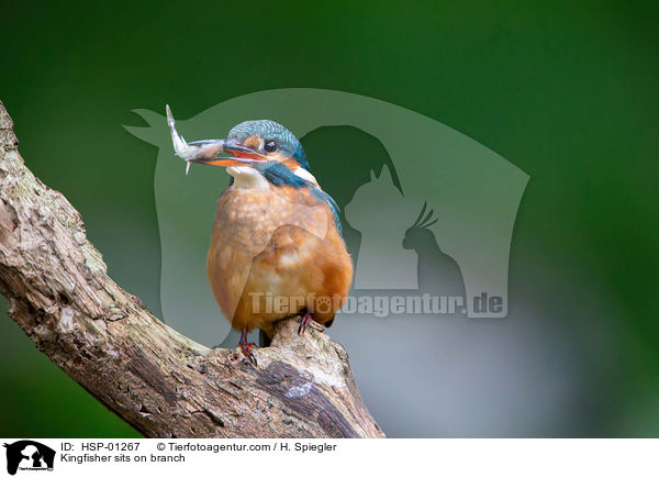 Kingfisher sits on branch / HSP-01267