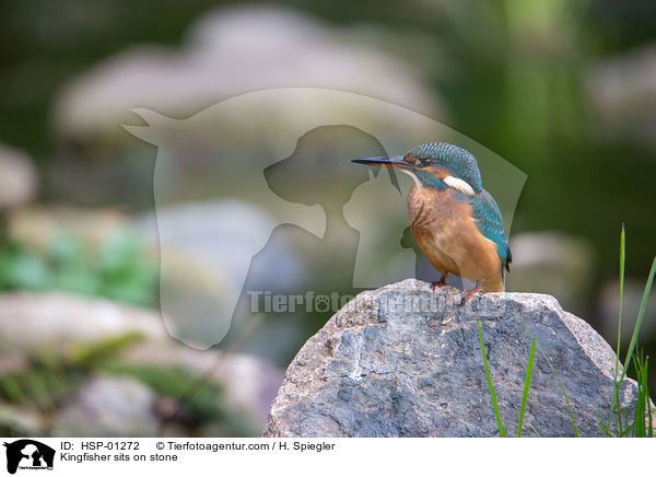 Eisvogel sitzt auf Stein / Kingfisher sits on stone / HSP-01272
