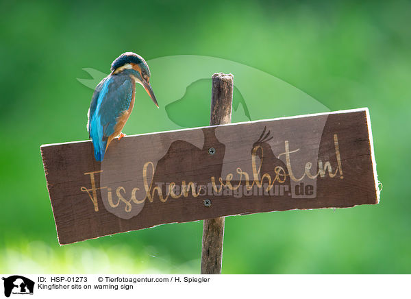 Kingfisher sits on warning sign / HSP-01273