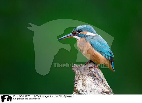 Kingfisher sits on branch / HSP-01275
