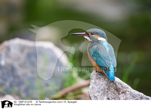 Kingfisher sits on stone / HSP-01276