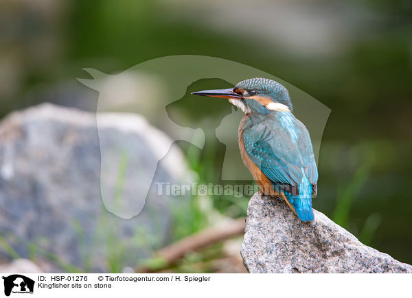 Eisvogel sitzt auf Stein / Kingfisher sits on stone / HSP-01276