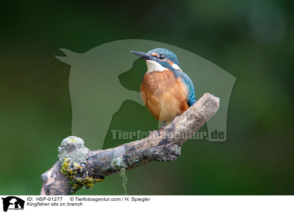 Kingfisher sits on branch / HSP-01277